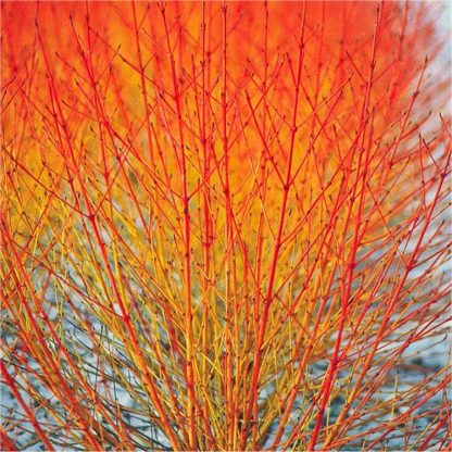 Cornus Sanguinea Midwinter Fire - Large Winter Beauty Dogwood