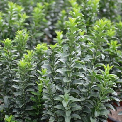 Euonymus Japonicus Green Spire