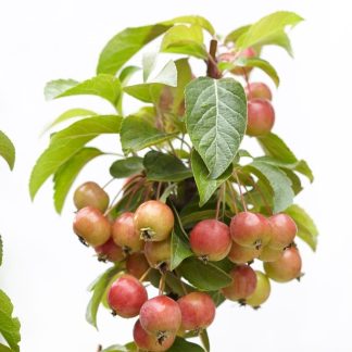 Malus Evereste - Crab Apple - Circa 100cm Tree