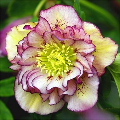 Helleborus Orientalis Double Ellen Picotee