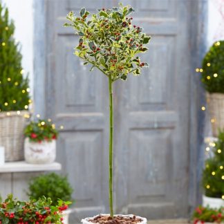 Gorgeous Large Variegated Holly Tree Standard - Ilex Argentea Marginata