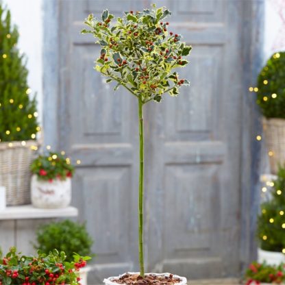 Gorgeous Large Variegated Holly Tree Standard - Ilex Argentea Marginata