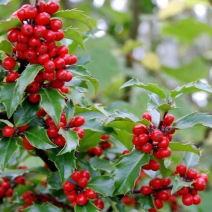 Ilex Meserveae 'Blue Maid' - Evergreen Female Holly Shrub in Berry - Large Bush