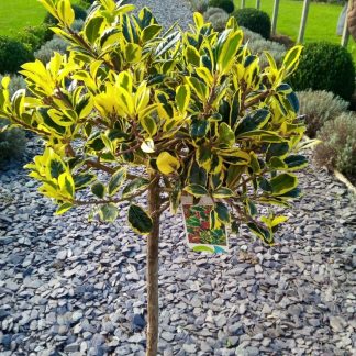 Ilex Golden Van Tol - Standard Female Holly Tree