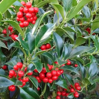 Beautiful Ilex J C Van Tol Holly Tree - Large Bushy Circa 100-120cm Specimen - Self-Fertile Female English Holly