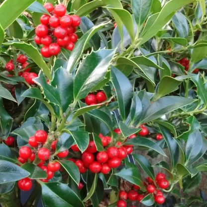 Beautiful Ilex J C Van Tol Holly Tree - Large Bushy Circa 100-120cm Specimen - Self-Fertile Female English Holly