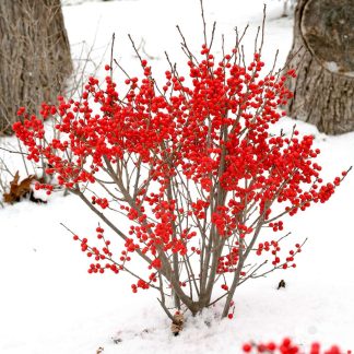 Ilex Verticillata 'Winter Berry' - Holly - Covered in Berries