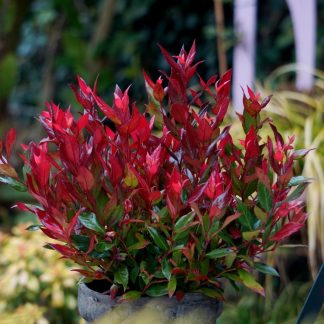 Leucothoe Axillaris Little Flame