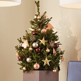 Fresh 'Little Santa' Christmas Tree - 100-120cm Potted Spruce - Wills Dwarf