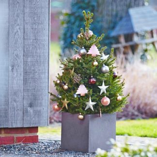 Fresh Christmas Tree - 90-110cm Compact Potted Norway Spruce - Wills Dwarf