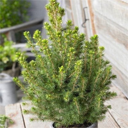 Picea Glauca Conica - Dwarf Alberta Spruce