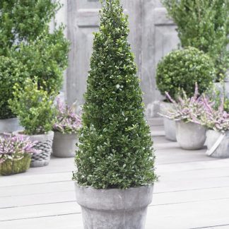 Topiary Ilex Crenata 'Dark Green' 70-80cm Pyramid