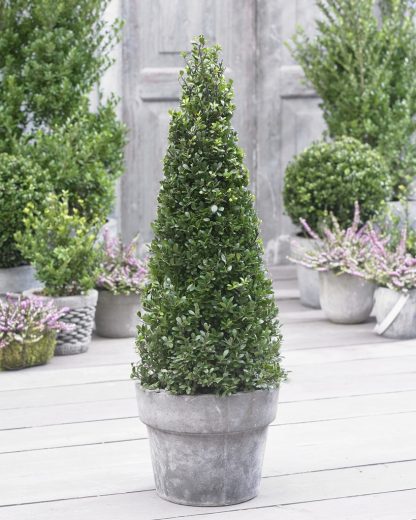Topiary Ilex Crenata 'Dark Green' 70-80cm Pyramid