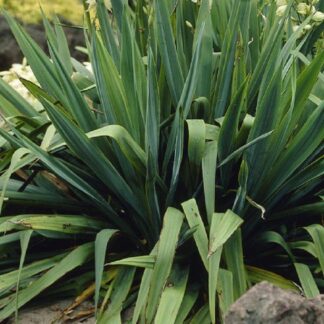 Yucca Filamentosa - Evergreen Hardy Adams Needle