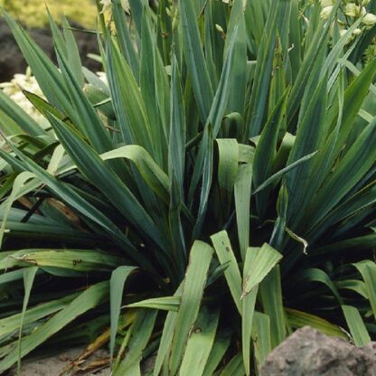 Yucca Filamentosa - Evergreen Hardy Adams Needle