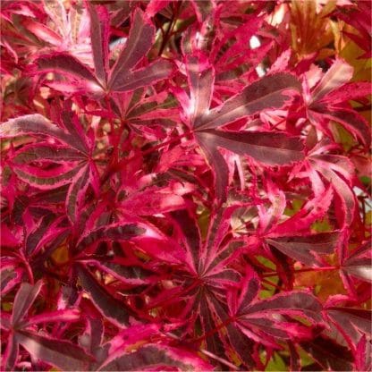 Acer Palmatum Pink Passion - Striking & Rare Japanese Maple Shirazz - Large Circa 120-140cm Tall