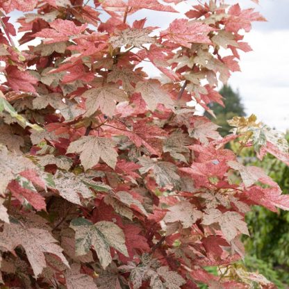 Acer Pseudoplatanus Esk Sunset - Sycamore Tree