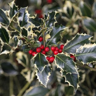 Ilex Aquifolium 'Argentea Marginata' - Female Silver Variegated Holly Shrub- Circa 80cm