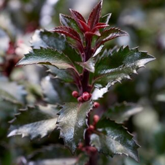 Ilex x Meserveae 'Gentle'
