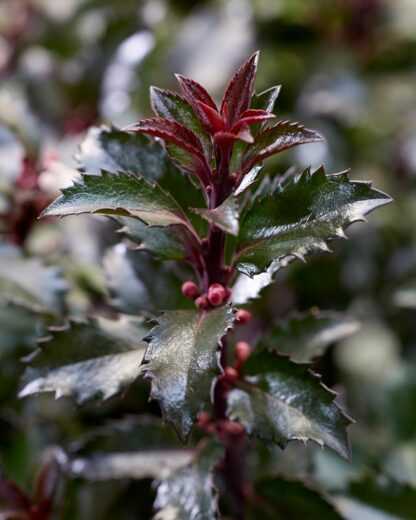 Ilex x Meserveae 'Gentle'