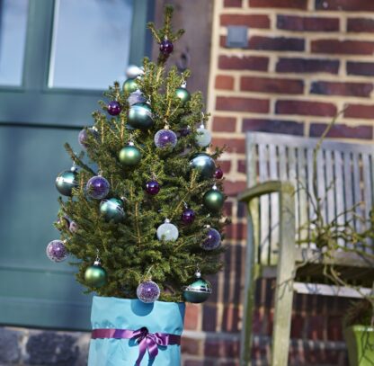 Fresh 'Little Santa' Christmas Tree - 130-150cm Potted Wills Dwarf Spruce