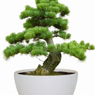 Bonsai Tree Indoor Grow Set -  Jerusalem Pine