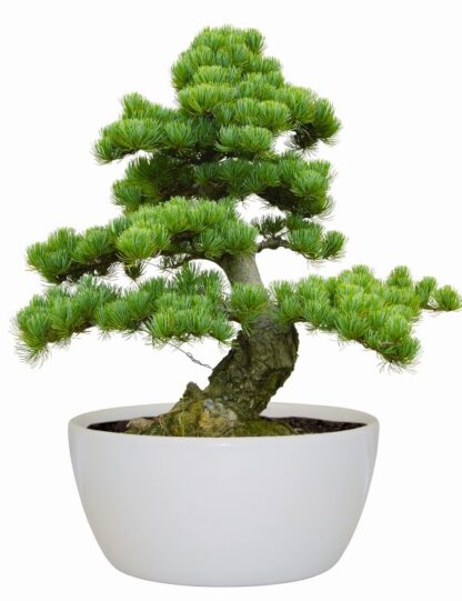 Bonsai Tree Indoor Grow Set -  Jerusalem Pine