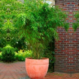 Fargesia Rufa - Compact Clumping Umbrella or Fountain Bamboo