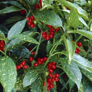 Aucuba Japonica Variegata - Evergreen Japanese Spotted Laurel
