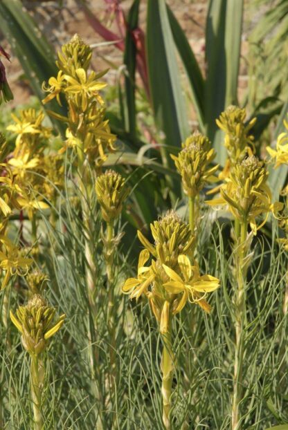 Asphodeline Lutea 'Yellow Candle'