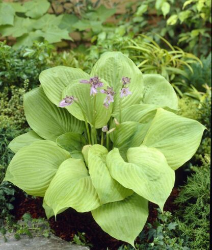 Hosta 'Sum And Substance'
