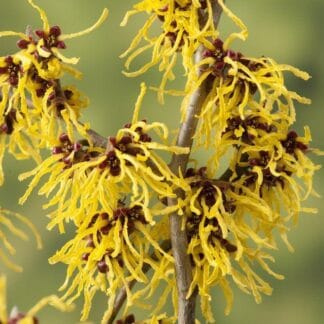Hamamelis x Intermedia Westerstede - Witch Hazel - Large Specimen