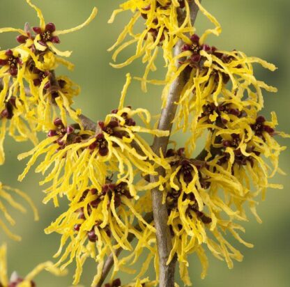 Hamamelis x Intermedia Westerstede - Witch Hazel - Large Specimen