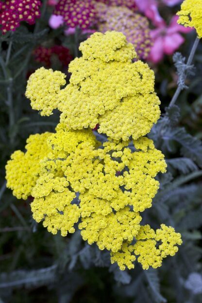 Achillea Moonshine - Yarrow