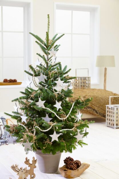 Large Potted Blue Cone Korean Fir - Abies Koreana - Fresh Christmas Tree 150-170cm