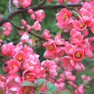 Chaenomeles x Superba Pink Trail - Flowering Ornamental Quince