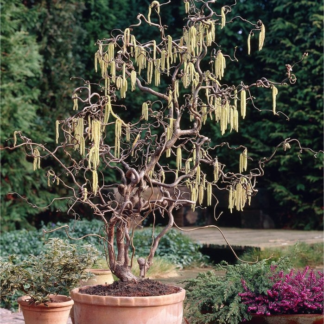 Corylus Avellana Contorta - Large Corkscrew Hazel - Specimen Plant