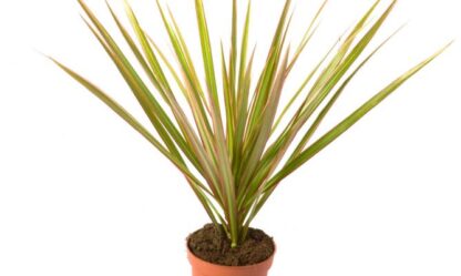 Dracaena Marginata Bicolor - Dragon Tree