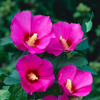 Hibiscus Syriacus Woodbridge - Pink Tree Hollyhock