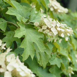 Hydrangea Quercifolia Snow Queen - Oak-Leaved Hydrangea