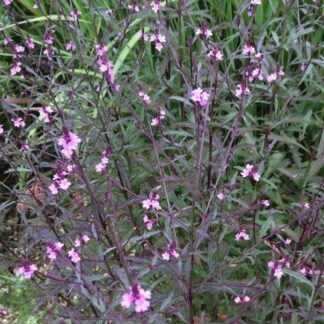 Verbena Officinalis Var. Grandiflora 'Bampton'