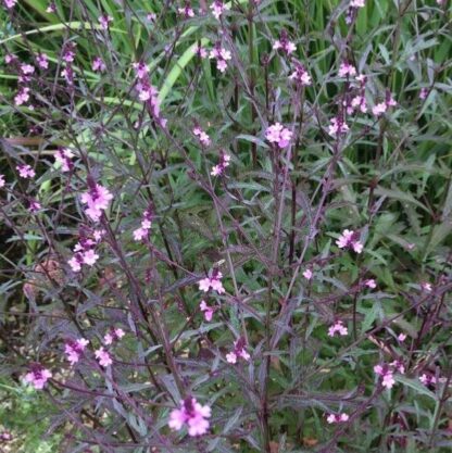 Verbena Officinalis Var. Grandiflora 'Bampton'