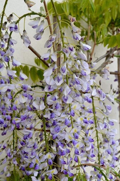 Wisteria Floribunda Lawrence - Bicolour Japanese Wisteria - Extra Large Specimen