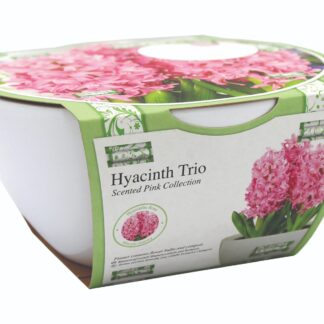 Ribbon Hyacinth Bowl Grow Set
