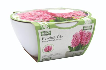 Ribbon Hyacinth Bowl Grow Set