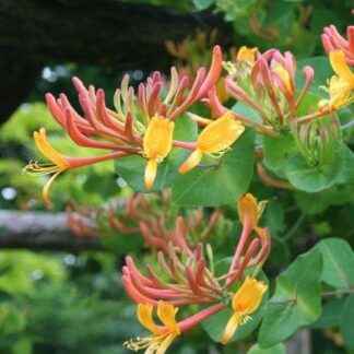 Honeysuckle - Large 6ft Specimen Plant - Lonicera x Heckrottii Gold Flame - Goldflame Honeysuckle
