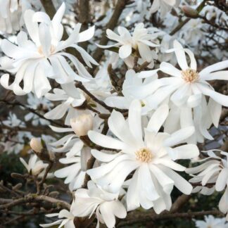 Magnolia Stellata Royal Star - Double Starry Flowers - Large 80-100cm Bushy Specimen