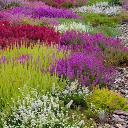 Heather Roulette - Lucky Dip Heather Plant - in Bud & Bloom