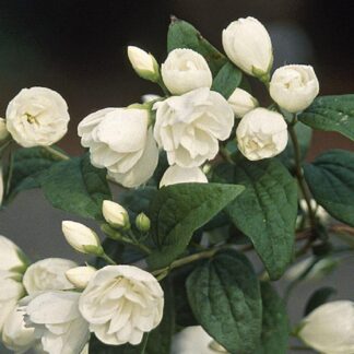 Philadelphus Snowbelle - Compact Mockorange - Large