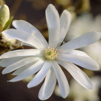 Magnolia Stellata - Starry Flowered Tulip Tree Standard